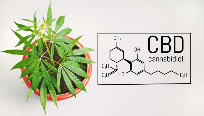 CBD　グミ　注意点